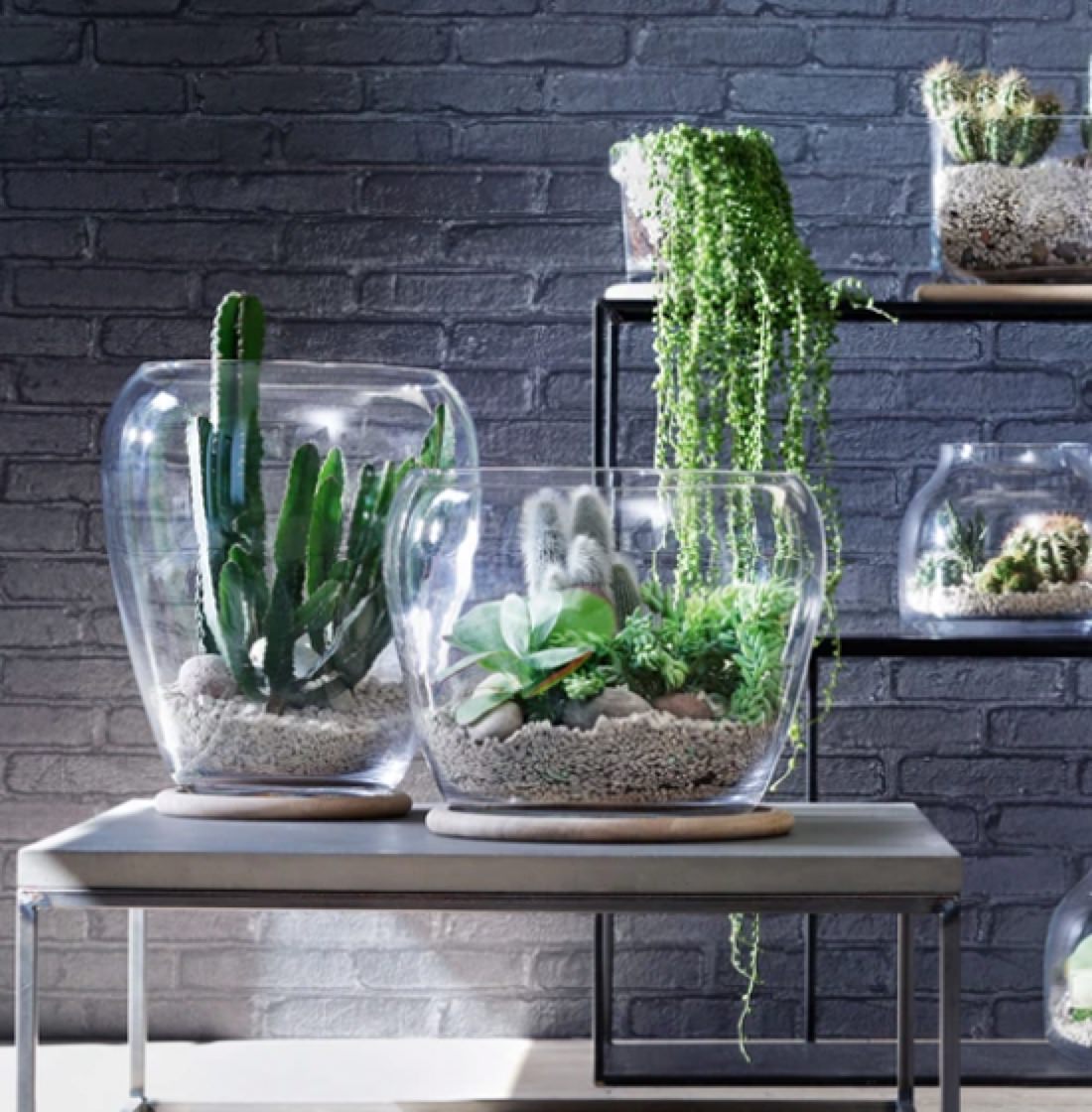 Cacti in glass vases